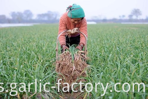 High quality fresh single clove garlic